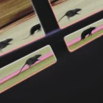 FAM17-FRONTCOVER Rat Race
