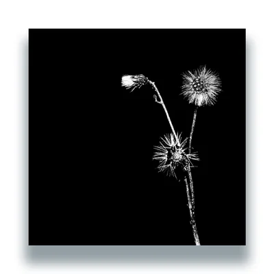 HTTWRK21312-FRONTCOVER Sun Brings Joy