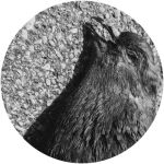 NORDLTD004-FRONTCOVER Nord 004