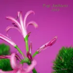 KOMPAKT291 Pop Ambient 2014