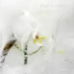 KOMPAKT315 Pop Ambient 2015