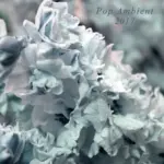 KOMPAKT365 Pop Ambient 2017