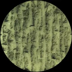 OURA032-FRONTCOVER Dilettantes