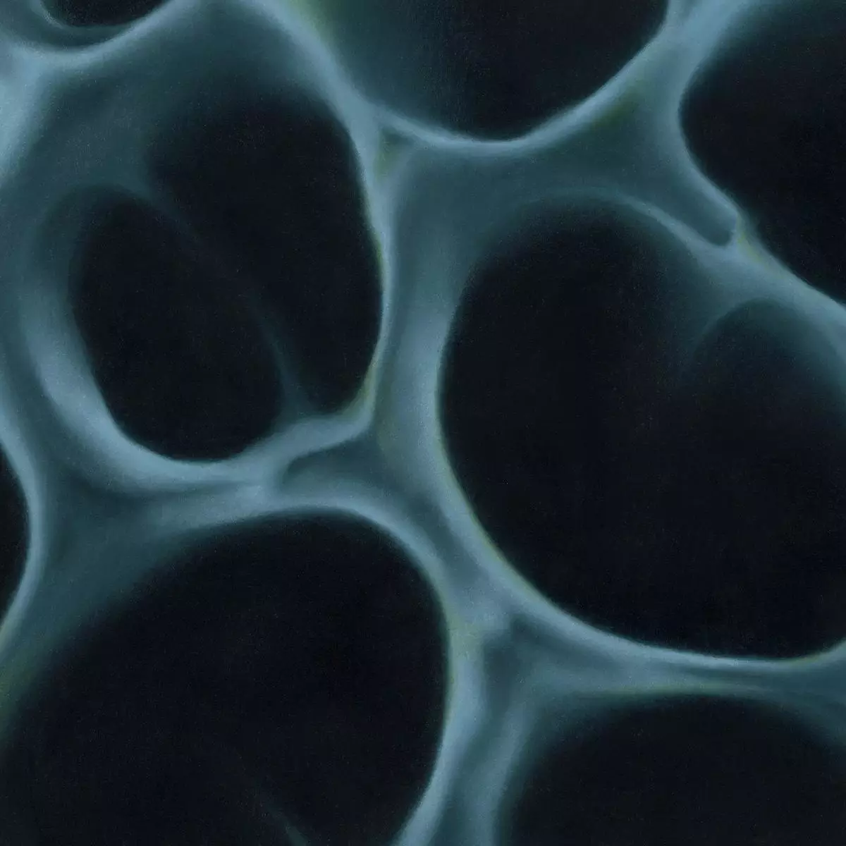 Radiolaria